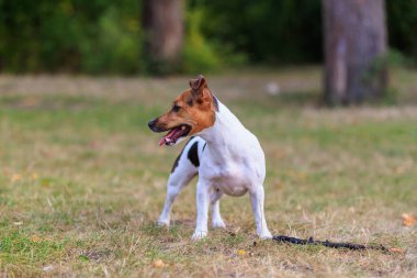 Tatlı bir Jack Russell Terrier köpeği ormandaki bir açıklıkta yürüyor. Seçici odaklı evcil hayvan portresi ve metin için alanı kopyala