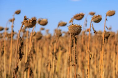 Petrol üretimi için ayçiçekli tarla. Seçici odaklı arkaplan ve metin için alanı kopyala