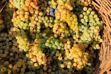 Şarap üretimi için beyaz üzüm sepeti. Seçici odaklı arkaplan ve metin için alanı kopyala