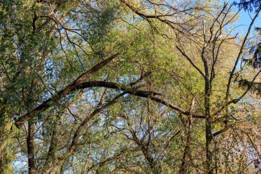 Dalları bükülmüş ve üzerinde yosun yetişen bir ağaç. Ağaç diğer ağaçlarla çevrili ve gökyüzü mavi.