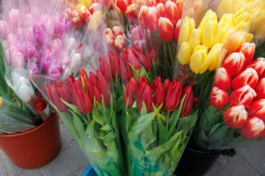 Bazıları kırmızı ve sarı olmak üzere bir mağazada bir demet çiçek sergilenir. Çiçekler plastik torbalarda ve vazolarda. Mağazanın renkli ve canlı bir atmosferi var.