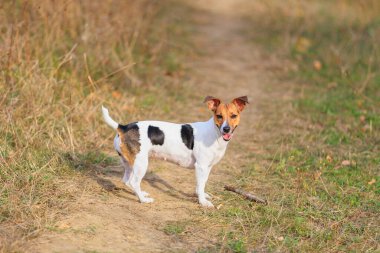 Şirin bir Jack Russell Terrier köpeği doğada yürüyor. Seçici odaklı evcil hayvan portresi ve metin için alanı kopyala