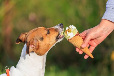Jack Russell Terrier cinsinin bir köpeği dondurma yer. Seçici odaklı hayvan portresi ve metin için alanı kopyala