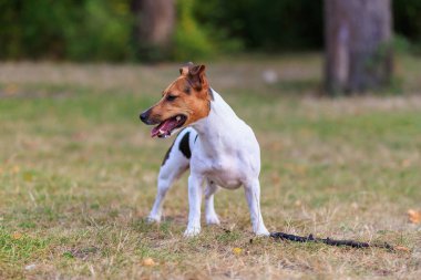 Tatlı bir Jack Russell Terrier köpeği ormandaki bir açıklıkta yürüyor. Seçici odaklı evcil hayvan portresi ve metin için alanı kopyala