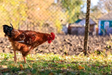 Bir tavuk otlak bir alanda duruyor. Tavuk kameraya bakıyor.
