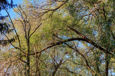 Ağaçlar uzun ve yeşil, yaprakları dökülüyor. Gökyüzü mavi ve berrak, ve güneş parlıyor. Barış ve sükunet kavramı, ağaçlar doğal bir hayat sunarken