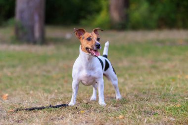 Tatlı bir Jack Russell Terrier köpeği ormandaki bir açıklıkta yürüyor. Seçici odaklı evcil hayvan portresi ve metin için alanı kopyala