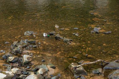 Ördekler temiz su ve doğal çevreyle kayalık derede yüzerler..
