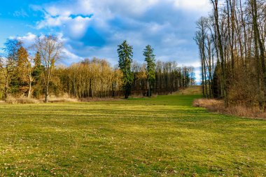 Yapraksız ağaçlar ve mavi gökyüzünün altındaki yeşil çayır ile sakin kış ormanı manzarası.