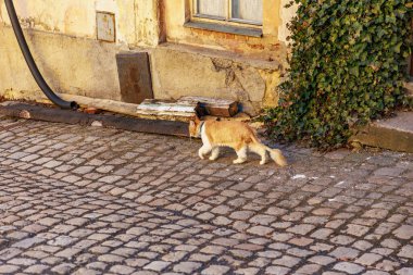 Kızıl kedi sarmaşık kaplı duvarın yanında, kaldırım taşı caddesinde geziniyor..