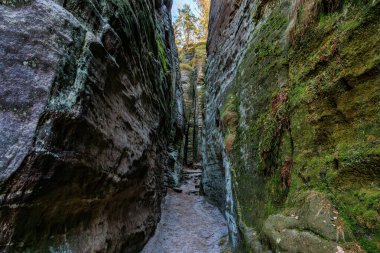 Güneşli ağaçlarla kaplı yosunlu bir kanyonda dar kayalık bir geçit..