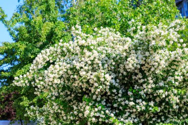 Berrak mavi gökyüzünün altındaki yemyeşil çimlere karşı canlı bahar çiçeği..