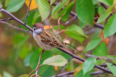 Kahverengi ve beyaz bir kuş bir ağacın dalına tünemiştir. Kuş küçük ve kahverengidir, beyaz bir göbeği vardır. Ağaç yeşil yapraklarla dolu ve kuş yemyeşil, canlı bir çevreyle çevrili.