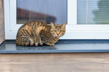 Pencerenin pervazında güneşli beyaz çerçeveli camların yanında dinlenen tekir kedi..