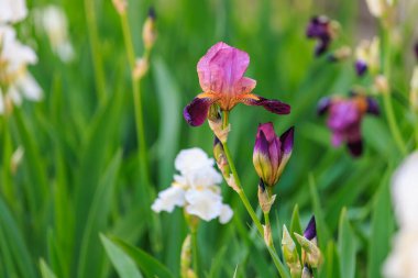 Yeşillik bahçede tomurcukları açan canlı iris çiçekleri..