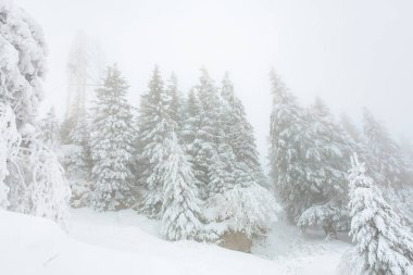 Sisli kış manzarasında karla kaplı çam ağaçları.