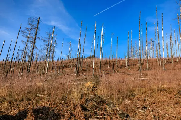 Açık mavi gökyüzünün altında kuru ağaçlarla kıraç orman manzarası.