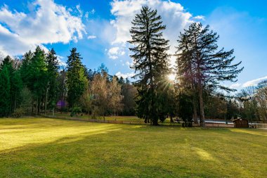 Uzun çam ağaçları ve mavi gökyüzü olan güneşli park manzarası.