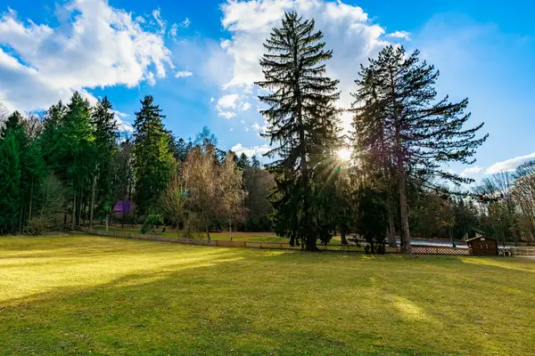 Uzun çam ağaçları ve mavi gökyüzü olan güneşli park manzarası.