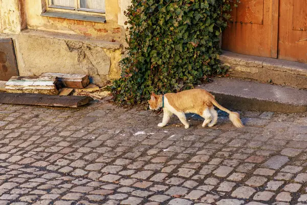 Kızıl kedi sarmaşık kaplı duvarın yanındaki kaldırım taşı sokakta geziniyor..