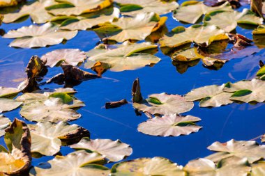 Yüzeyinde birçok yaprağın yüzdüğü bir gölet. Yapraklar çoğunlukla kahverengi ve bazıları yeşildir. Su berrak ve sakin.