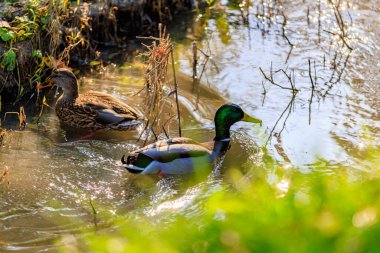 Gölette yüzen iki ördek. Biri yeşil ve diğeri kahverengi. Su bulanık ve güneş yüzeyde parlıyor.