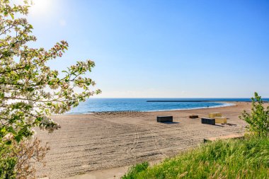 Güneşli sahil manzarası: çiçek açan ağaç ve mavi gökyüzü ile sakin kıyı şeridi.