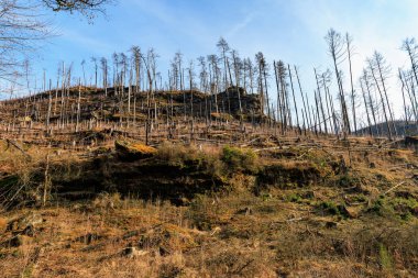 Orman yenilenme sahnesi. Açık gökyüzünün altındaki tepede çıplak ağaçlar var..