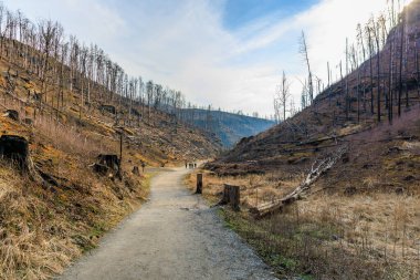 Açık mavi gökyüzünün altındaki dağlık vadide kavrulmuş ağaçlarla çorak bir arazi..