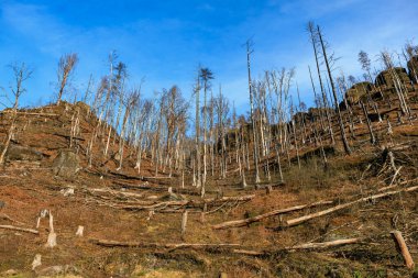 Mavi gökyüzünün altındaki kayalık tepede çıplak ağaçlarla ıssız bir arazi..