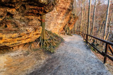 Sonbaharda çıplak ağaçlarla kayalık uçurum boyunca manzaralı orman yolu.