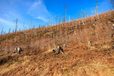Ağaç kütükleri ve sonbaharda mavi gökyüzü olan ormansız yamaçlar..