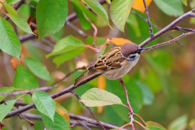 Kahverengi ve beyaz bir kuş bir ağacın dalına tünemiştir. Kuş yere doğru bakıyor.