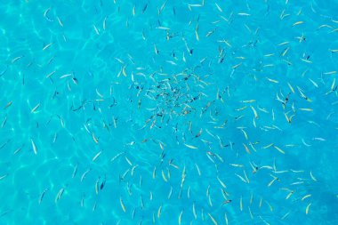 Mavi bir su kütlesi içinde yüzen büyük bir balık sürüsü. Balıklar suyun her tarafına dağılmış, bazıları yüzeye daha yakın, bazıları ise daha derinde. Huzurlu ve huzurlu bir sahne.