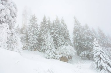 Kışın sisli, karla kaplı her yer orman..