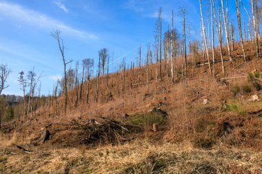 Berrak kesim orman yok etme sahnesi. Mavi gökyüzünün altında yamaçta çıplak ağaçlar var..