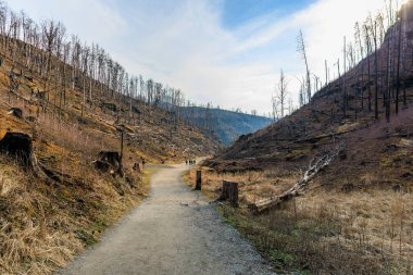 Kırsal patika, mavi gökyüzünün altındaki yanmış orman vadisinde..