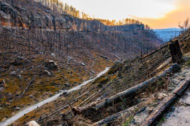Çorak bir orman manzarası, devrilmiş ağaçlar ve berrak gökyüzü..