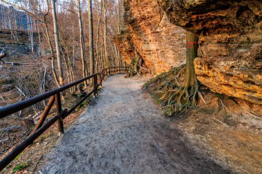 Ağaçlar, sonbahar ormanlarında çıplak ağaçlarla kumtaşı uçurumunun yanında..
