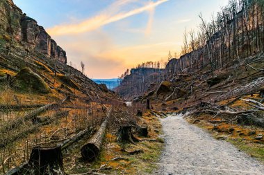 Gün batımında kayalık kanyon boyunca sakin bir yol açık gökyüzü ve devrilmiş ağaçlarla.