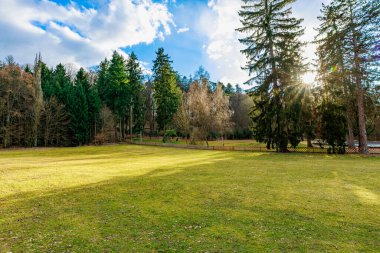 Parkta yemyeşil çimenler ve açık havada uzun çam ağaçları var..