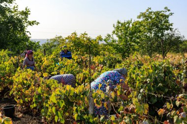 3 Ekim 2023 Pelinia Moldova. Editör kullanımı için. Üzüm toplayan kadınlar