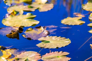 Yüzeyinde birçok yaprağın yüzdüğü bir gölet. Yapraklar çoğunlukla sarı ve kahverengidir, bu da muhtemelen sonbahar mevsiminden kalma olduklarını gösterir. Gölet sakin ve huzurlu.