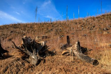 Açık mavi gökyüzünün altında ağaç kütükleri olan ormansız yamaçlar..