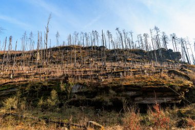Berrak mavi gökyüzünün altında seyrek ağaçlarla manzaralı kayalık bir yer..