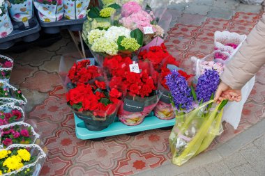 7 Mart 2024 Balti Moldova. İllüstrasyon başyazısı. Bahar tatili için çiçek fuarı
