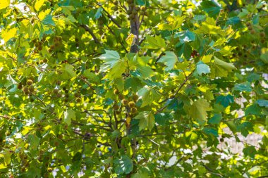 Lush green foliage of a sycamore tree on a sunny day.