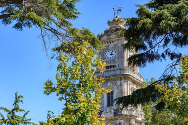 Historic clock tower framed by greenery on a clear day.