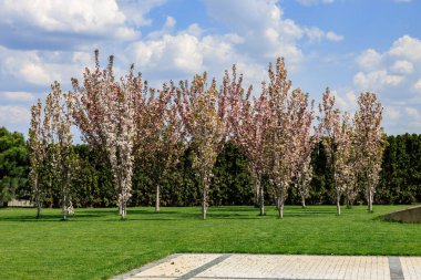Cherry blossom trees lined in park with green grass and blue sky.