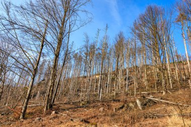 Yamaçta çıplak ağaçlarla kaplı kış ormanı manzarası.